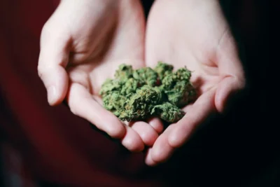 Flor de maconha